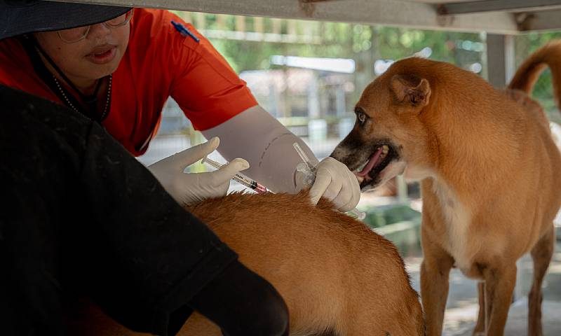 Soi Dog mass vaccination drive at Phuket’s Stray Dog Shelter