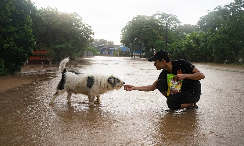 Soi dog distribute food for 7,650 dogs and cats in Chiang Rai