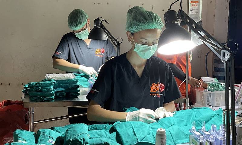 Soi Dog’s spay and neuter program expands through the south